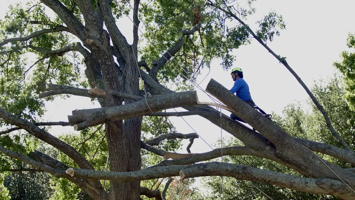 Professional Hazardous Tree Removal performed by certified arborists in Unity