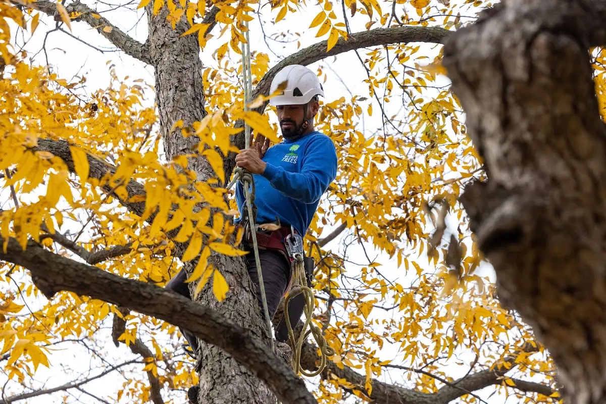 Skilled Tree Planing crew working in Unity